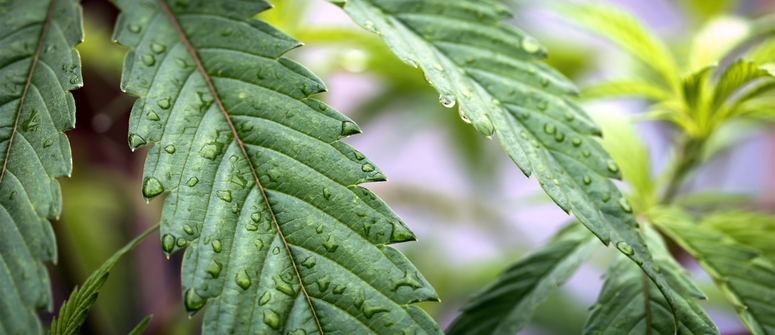 Inconvénients de la pulvérisation foliaire pour cannabis